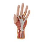 Hand Model with Muscles, Tendons, Ligaments, Nerves & Arteries, 3 part - Life-Size